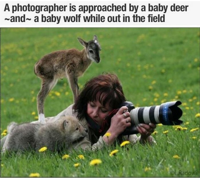 I Collected Some Cute Memes