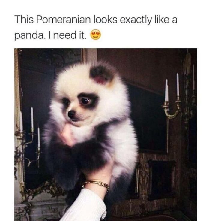 I Collected Some Cute Memes