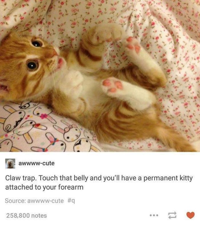 I Collected Some Cute Memes