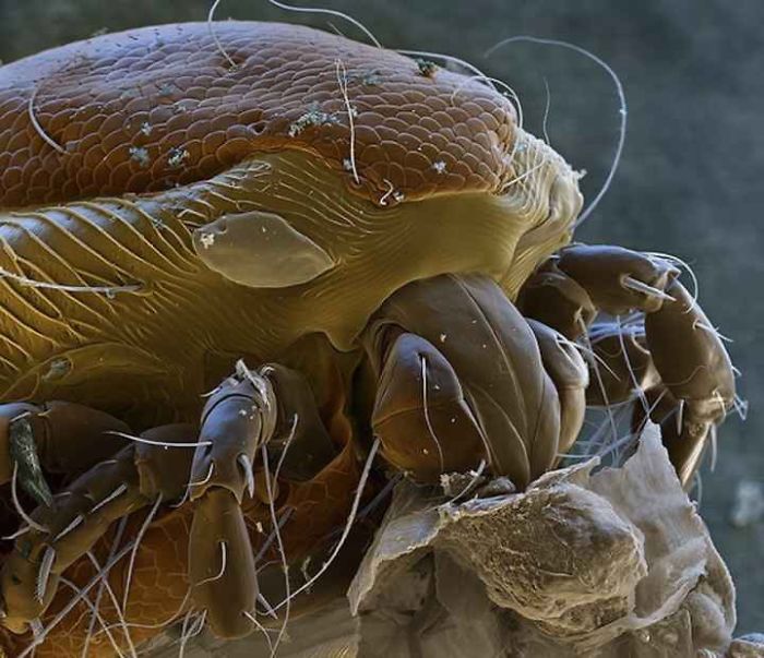 15+ Photos Under The Microscope. 15+ Photos Under The Microscope.