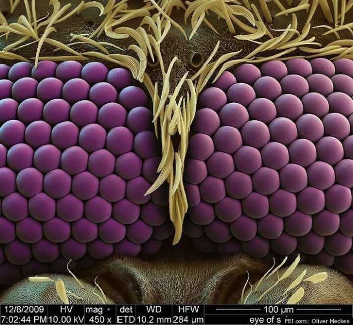 15+ Photos Under The Microscope. 15+ Photos Under The Microscope.