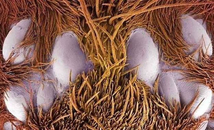 15+ Photos Under The Microscope. 15+ Photos Under The Microscope.