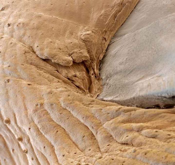 15+ Photos Under The Microscope. 15+ Photos Under The Microscope.