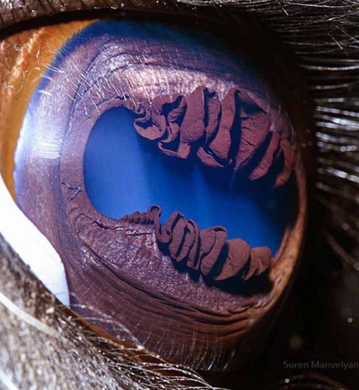 15+ Photos Under The Microscope. 15+ Photos Under The Microscope.