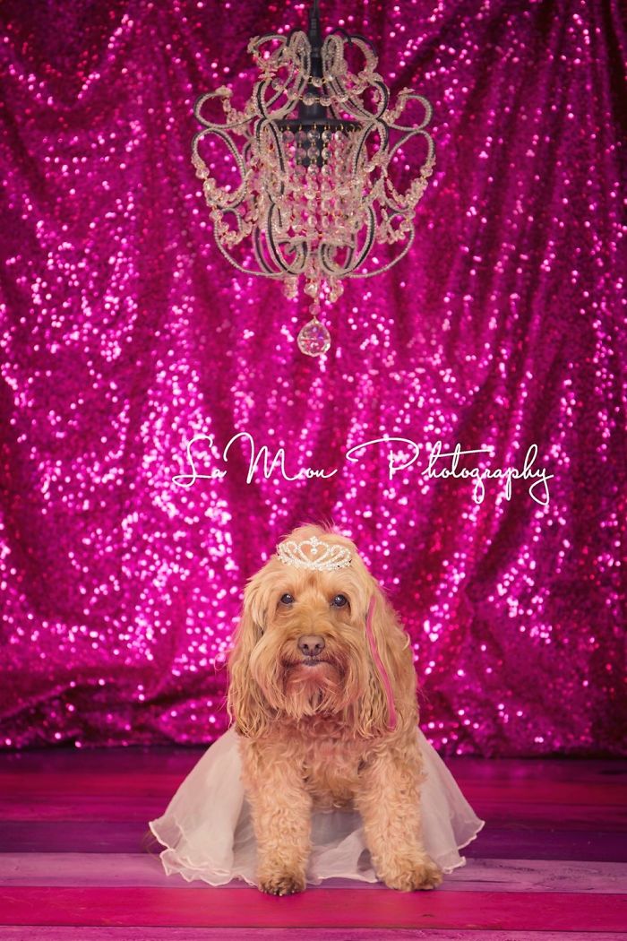 My Rescued Dog Chessie The Superstar Just Celebrated Her 8th Birthday With A Cake