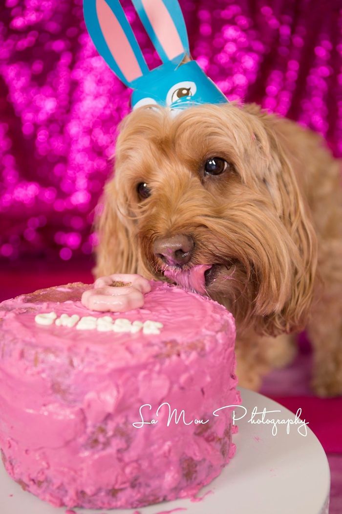 My Rescued Dog Chessie The Superstar Just Celebrated Her 8th Birthday With A Cake