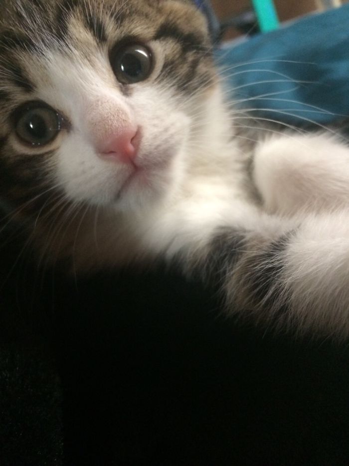 Kittens And Ferrets Daily Life