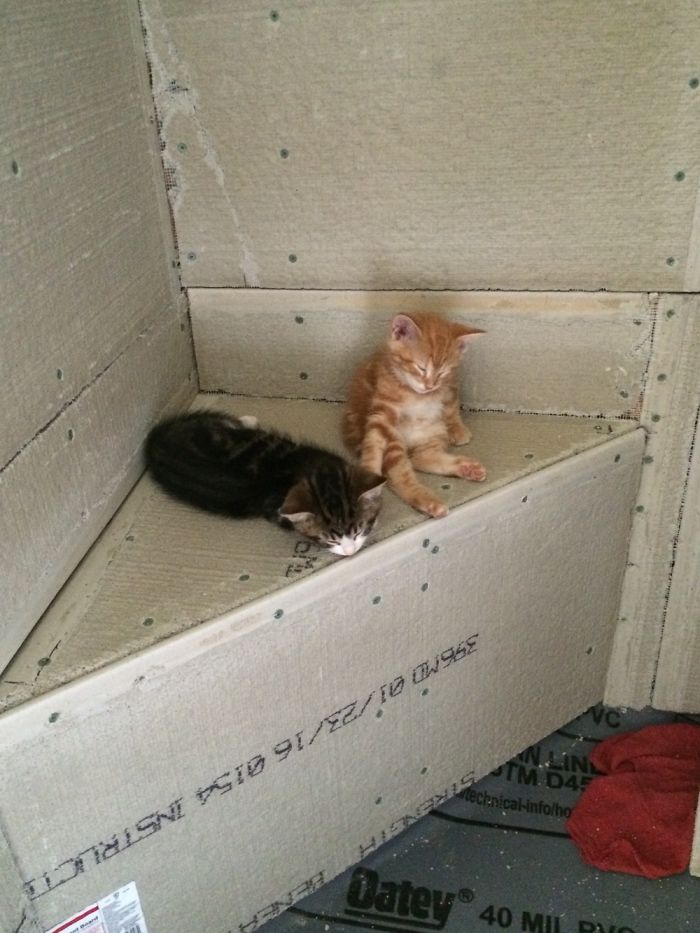 Kittens And Ferrets Daily Life