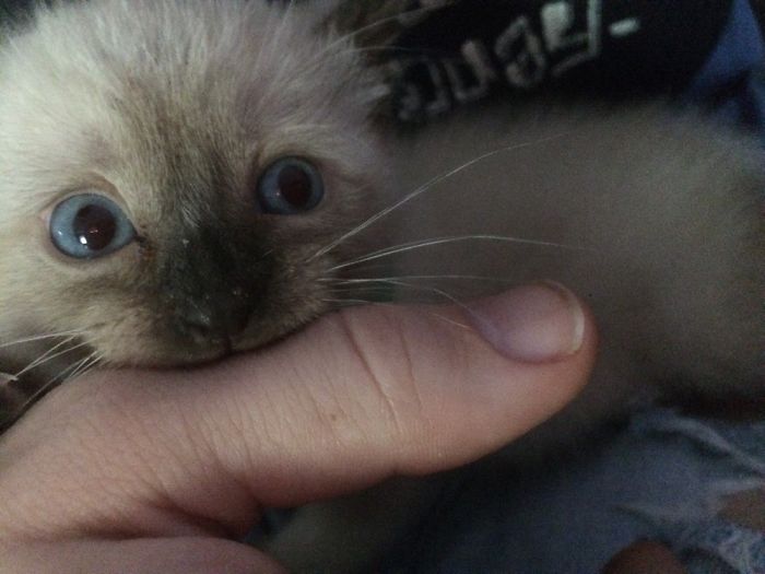 Kittens And Ferrets Daily Life