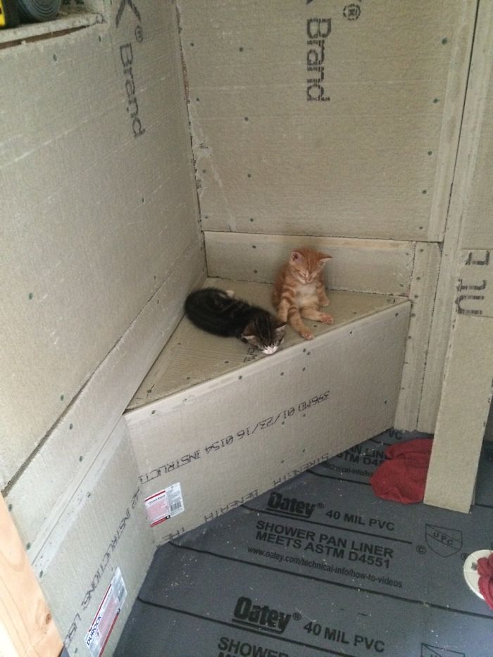 Kittens And Ferrets Daily Life