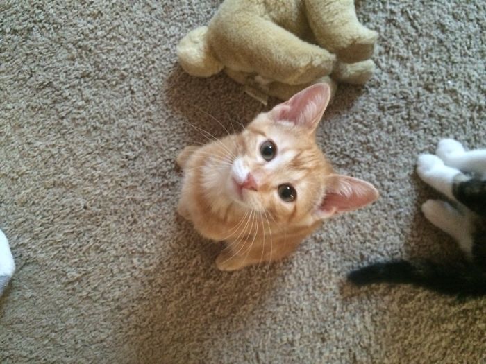 Kittens And Ferrets Daily Life