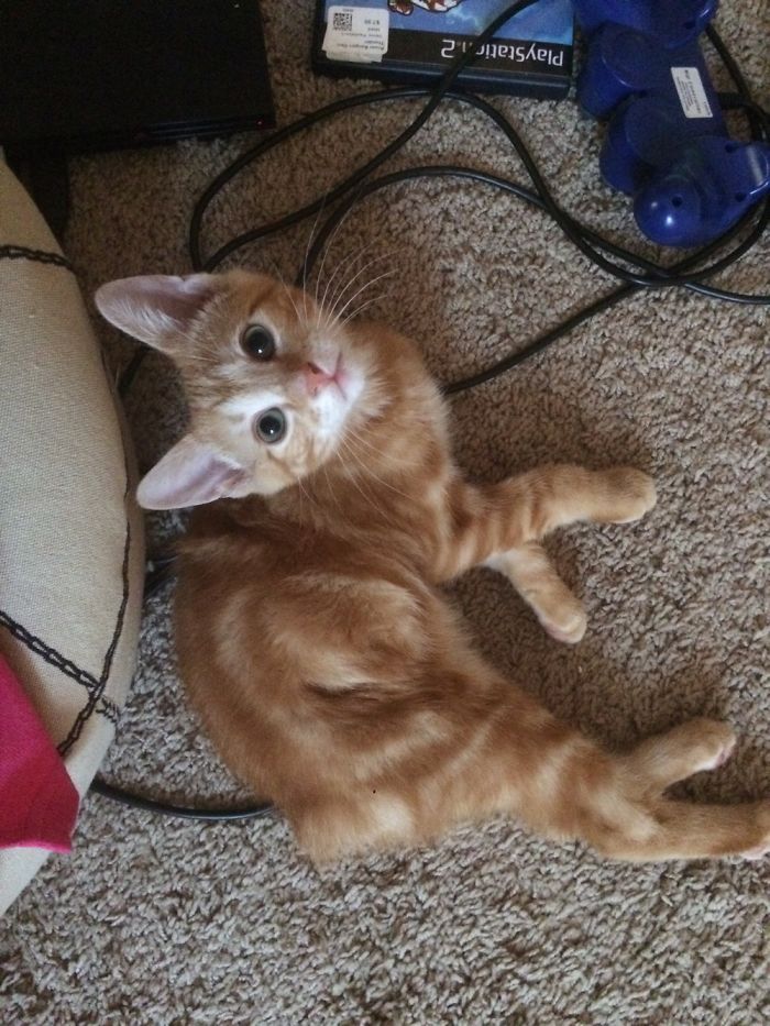 Kittens And Ferrets Daily Life