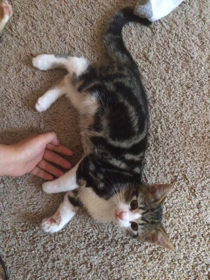 Kittens And Ferrets Daily Life