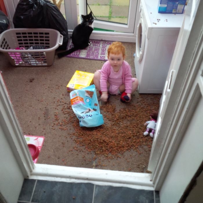 The Cat Hated The Biscuits Anyway