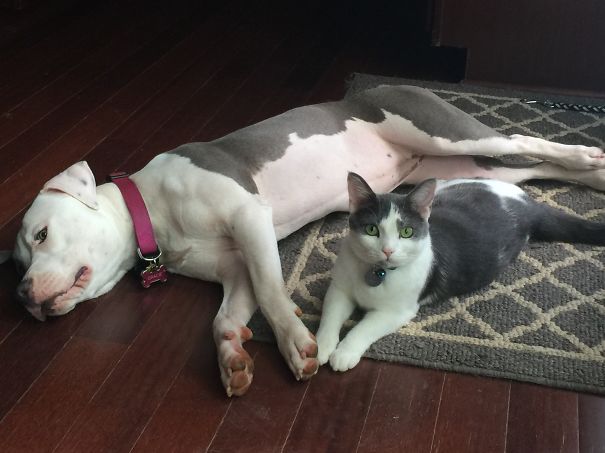 They Even Match My Decor!