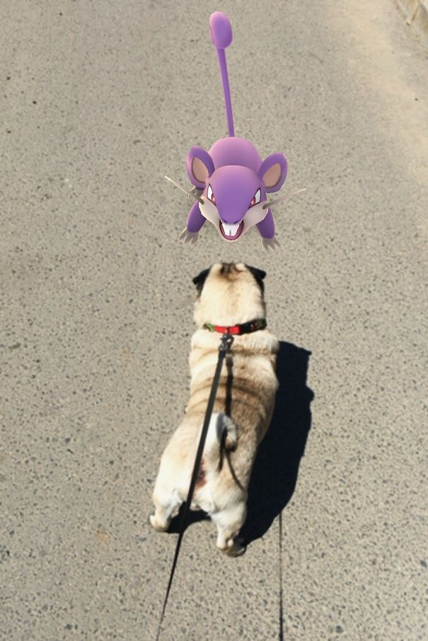 Dog on leash encountering a virtual Pokémon Rattata on the sidewalk.