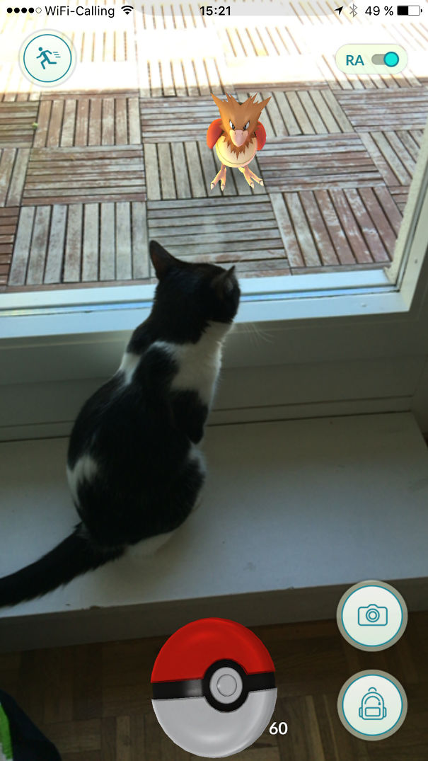 Cat watching a Pokémon on a screen near the window, highlighting pets' interaction with Pokémon Go.