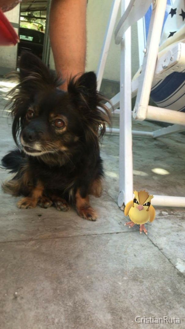 Dog gazing at a virtual Pidgey in Pokémon Go.
