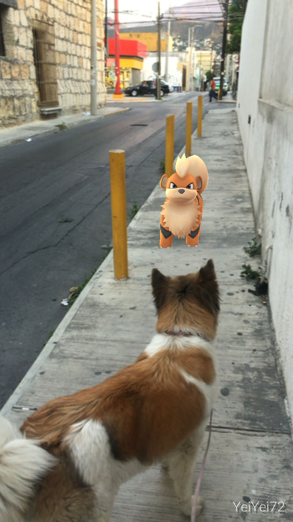 Dog staring at a Growlithe in Pokémon Go, seeming to notice the virtual Pokémon on the street.
