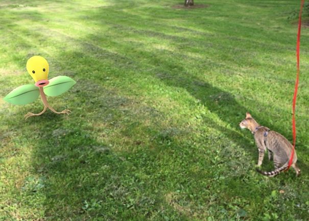 Cat on grass reacting to a Pokémon Go character, showcasing pets' interaction with digital creatures.