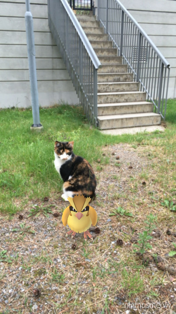 Cat curiously watching a Pidgey from Pokémon Go on a grassy area near stairs, suggesting pets can see Pokémon.