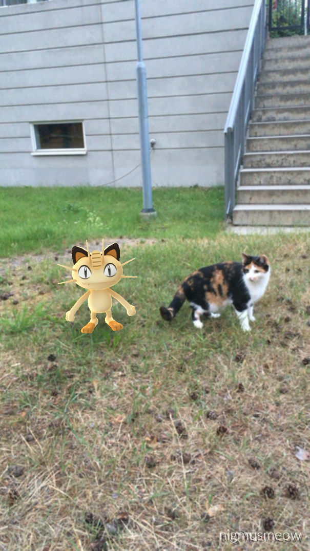 Cat and Pokémon Meowth on grass, showcasing pets seeing Pokémon.
