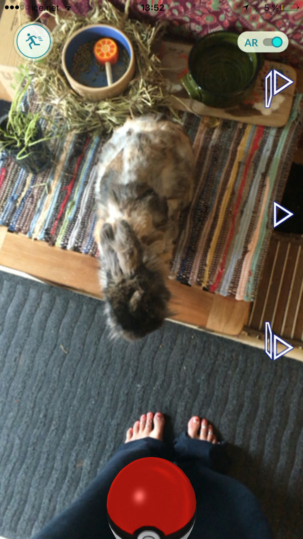 Pet rabbit on rug with Poké Ball overlay, illustrating pets seeing Pokémon Go through augmented reality.