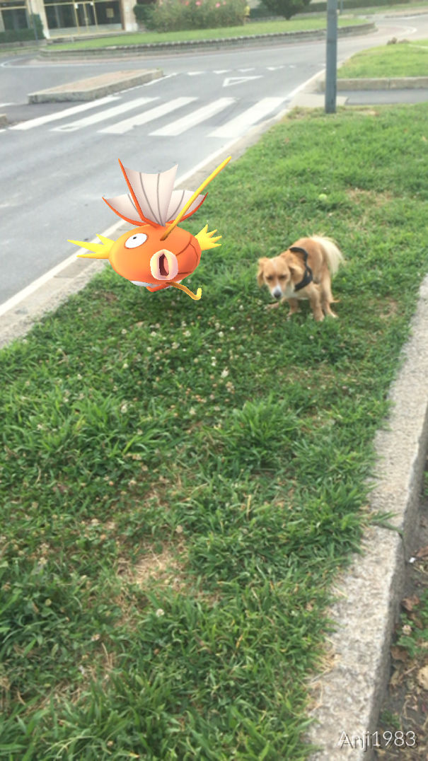 Dog seemingly spotting a Pokémon Go character, Magikarp, on grass by a sidewalk.