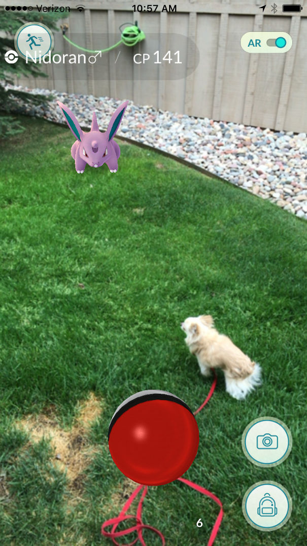 Dog on grass seemingly seeing Pokémon Nidoran in augmented reality game Pokémon Go.