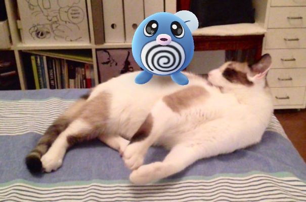 Cat curiously observing a Pokémon figure on its chest, showcasing pets and Pokémon Go interaction.