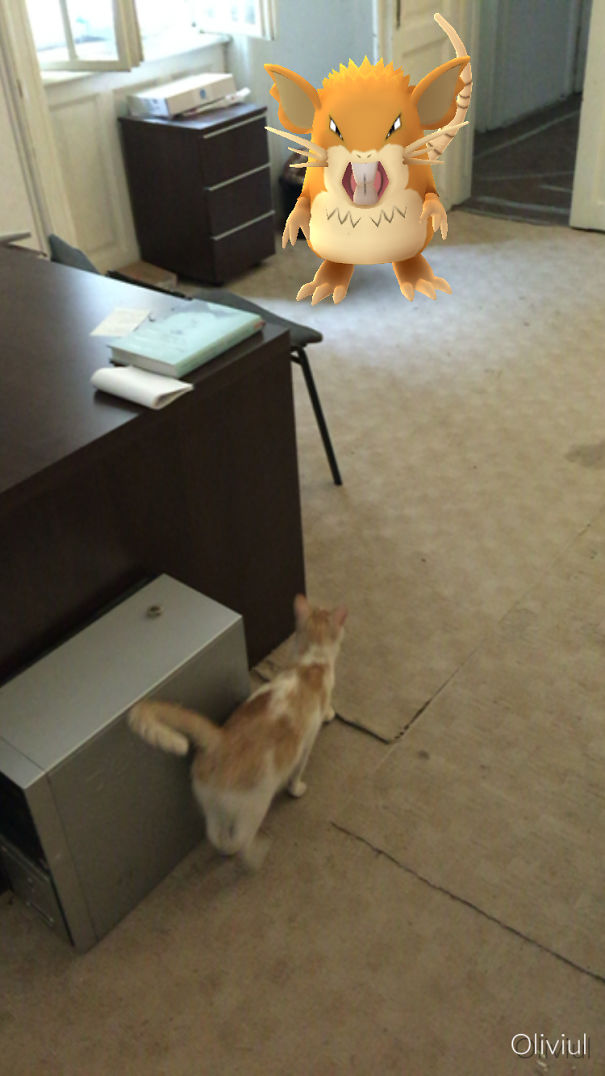 Cat interacts with a virtual Pokèmon in a room, suggesting pets may see Pokèmon Go characters.