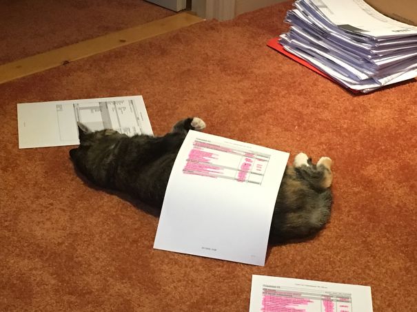 Cat lying on floor with papers around, resembling proof that pets can see Pokémon Go, on orange carpet near document stacks.