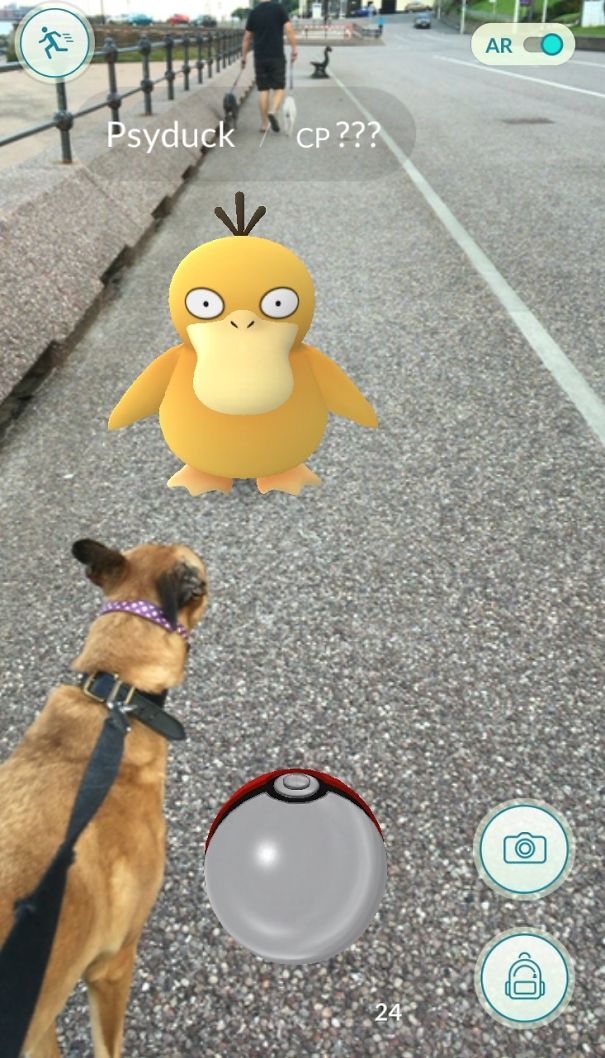 Dog looking at Psyduck in Pokémon Go AR view, suggesting pets can see Pokémon too.