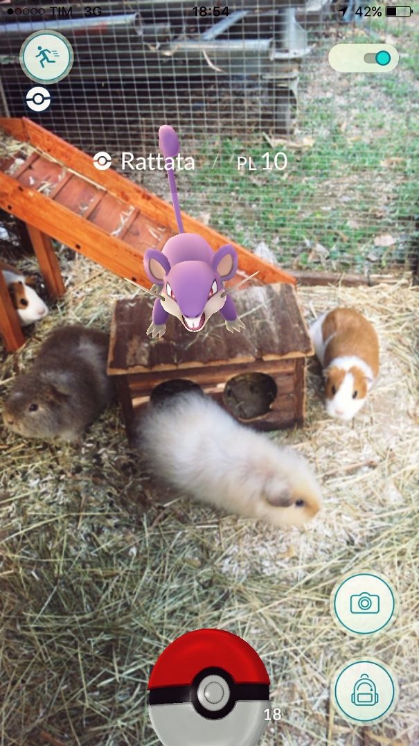 Pets seemingly notice a Rattata in Pokémon GO, surrounded by guinea pigs.