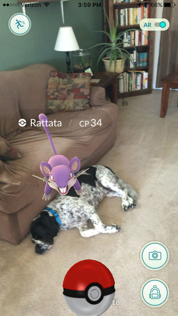 Dog lying on floor with Pokémon Rattata in Pokémon Go, showcasing pets interacting with augmented reality.