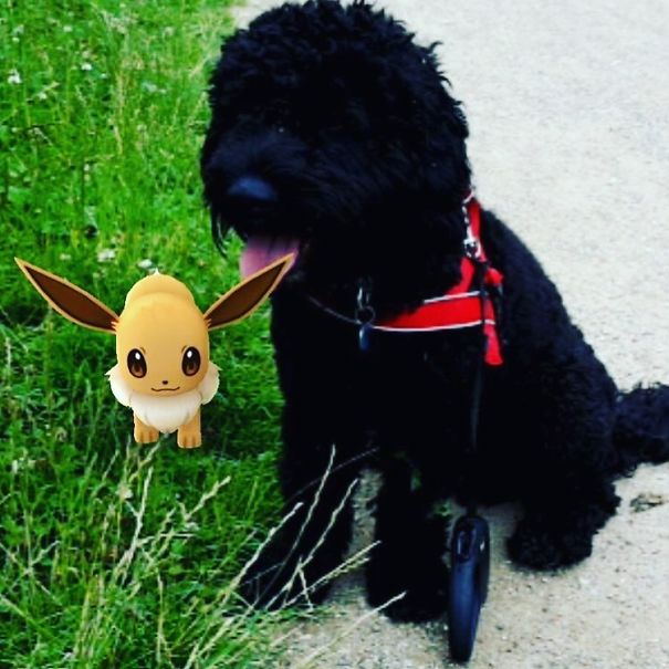 A dog in a red harness sits on grass beside an Eevee from Pokémon Go, illustrating pets seeing Pokémon.