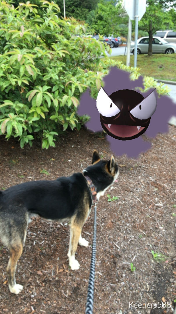 Dog seemingly observes a floating Pokémon character in an outdoor setting, hinting pets can see Pokémon Go.