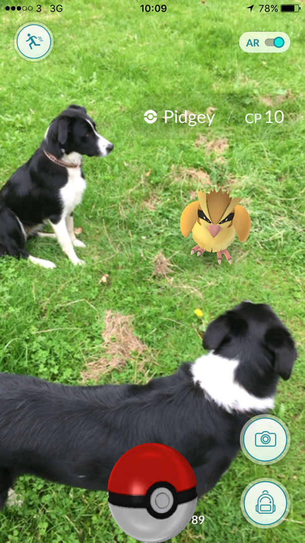 Dogs interacting with Pokémon Go's Pidgey in augmented reality on grassy field.