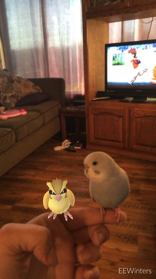 Pet bird interacts with Pidgey from Pokémon Go, showcasing pets' reactions to virtual creatures.