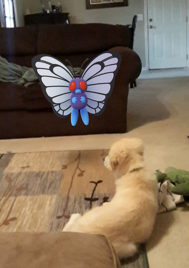 Dog gazing at a virtual Butterfree in Pokémon GO on a living room couch.