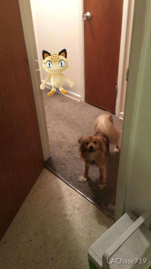 Pet dog reacting to Meowth in Pokémon Go, seen through a smartphone in a hallway.
