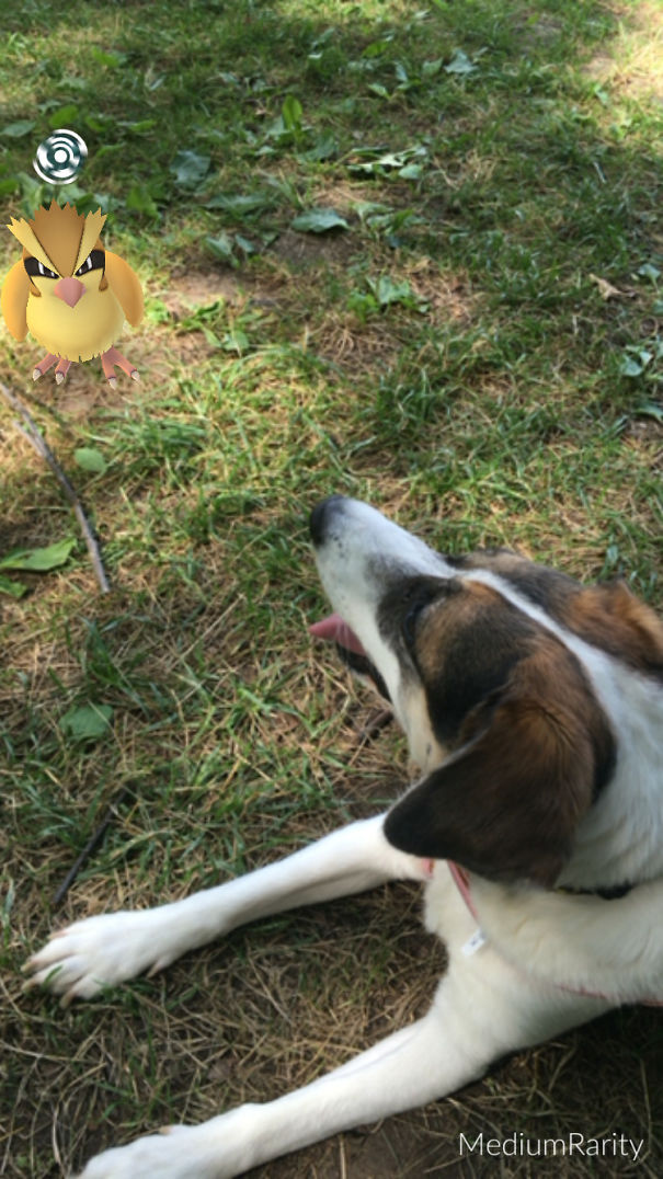 Dog staring at a Pokemon character on grass, suggesting pets can see Pokemon Go.