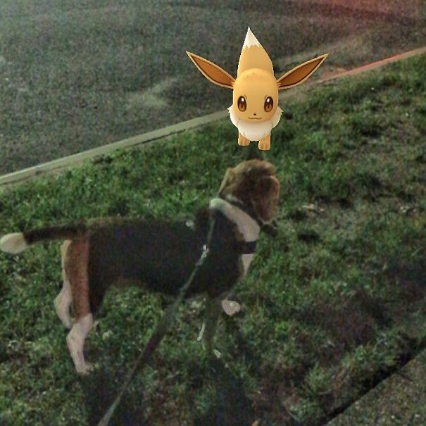 Dog on leash stares curiously at an augmented reality Eevee from Pokémon Go on grass, suggesting pets can see Pokémon.