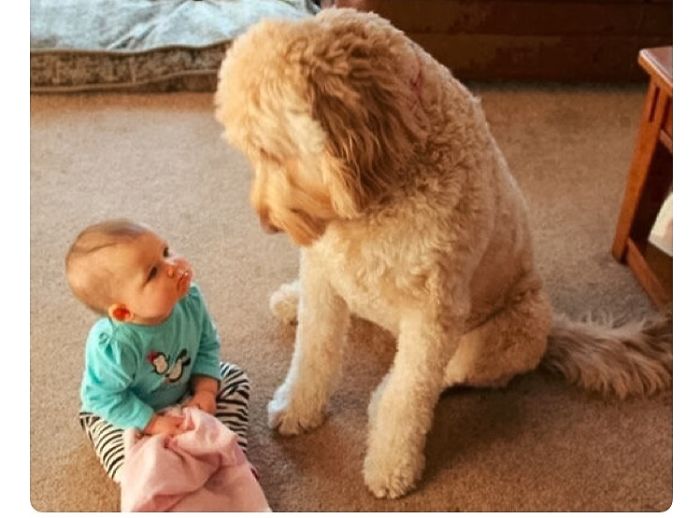 20+ Dogs And Their Adorable Baby Buddies