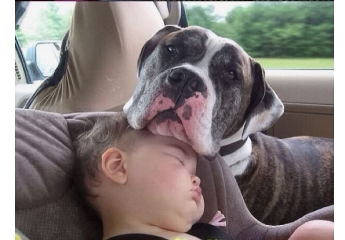 20+ Dogs And Their Adorable Baby Buddies