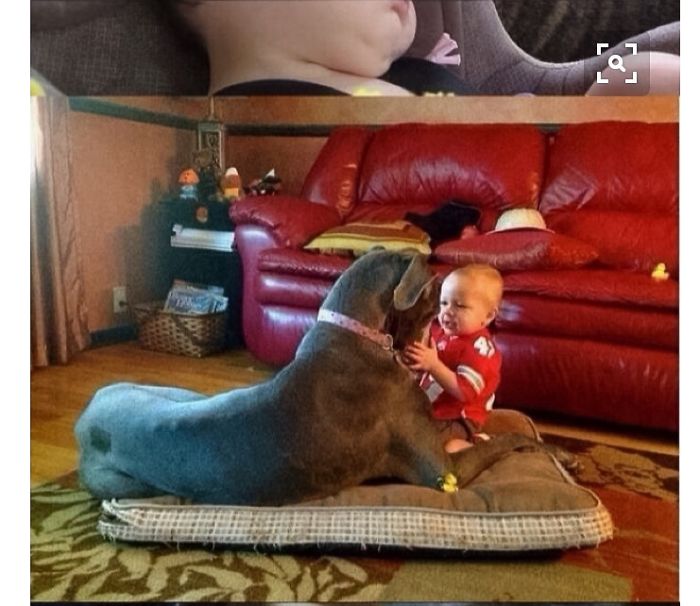 20+ Dogs And Their Adorable Baby Buddies