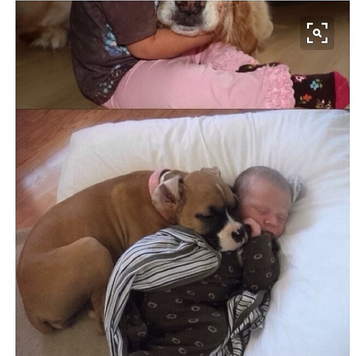 20+ Dogs And Their Adorable Baby Buddies