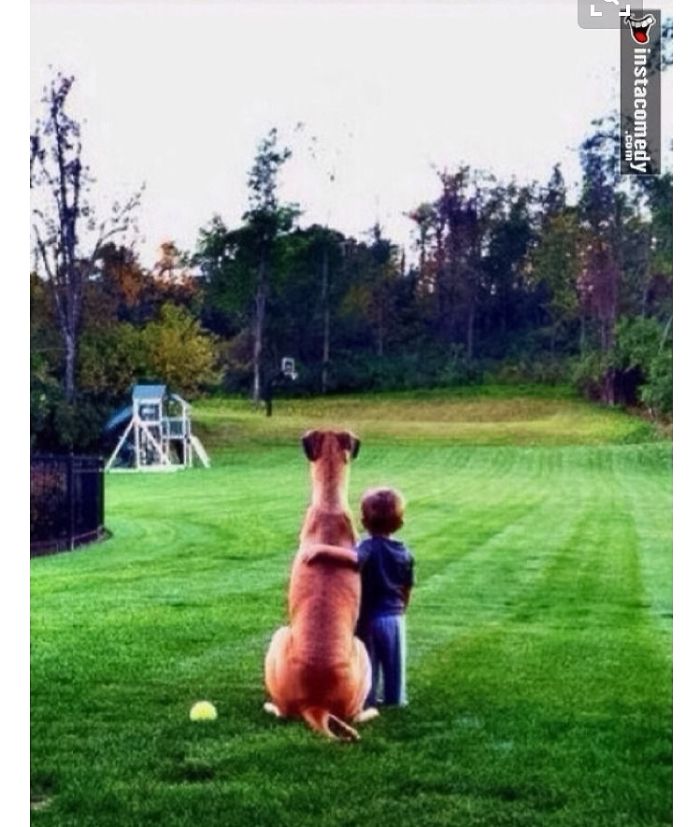 20+ Dogs And Their Adorable Baby Buddies