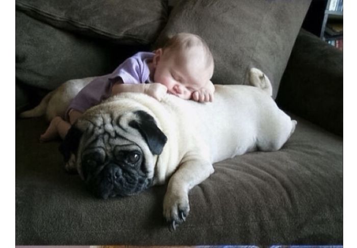 20+ Dogs And Their Adorable Baby Buddies