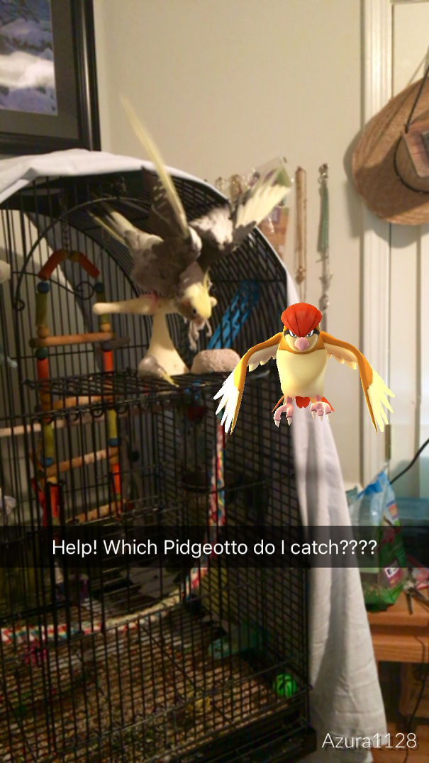Bird reacts to virtual Pidgeotto in Pokémon Go, proving pets can see game characters.